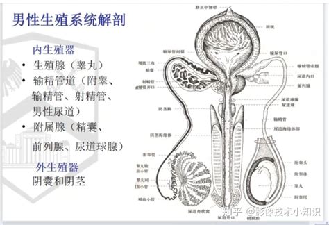 男生生殖器照片|超过 20000 张关于“男性生殖器”和“男性”的免费图片